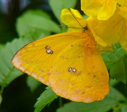 Orange-barred Sulphur on Yellow Bells Orange-barred Sulphur on Yellow Bells