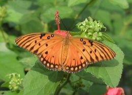 Gulf Fritillary (M. Lewis) Gulf Fritillary (M. Lewis)
