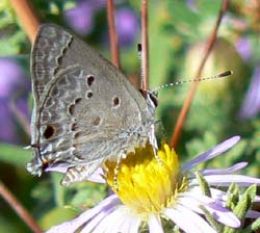 Mallow Scrub-Hairstreak on Fall Aster (R. Rochat) Mallow Scrub-Hairstreak on Fall Aster (R. Rochat)